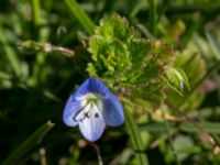 Veronica chamaedrys Kolstad, Mörbylånga, Öland, Sweden 20160409_0270