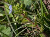 Veronica chamaedrys Kolstad, Mörbylånga, Öland, Sweden 20160409_0271