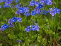 Veronica chamaedrys Lilla kalkbrottet, Klagshamns udde, Malmö, Skåne, Sweden 20160521_0195