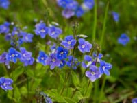 Veronica chamaedrys Lilla kalkbrottet, Klagshamns udde, Malmö, Skåne, Sweden 20160521_0196