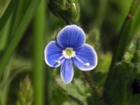 Veronica chamaedrys Näsbybadet, Mörbylånga, Öland, Sweden 20050528 141