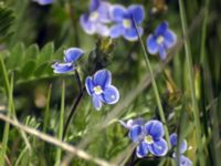 Veronica chamaedrys Näsbybadet, Mörbylånga, Öland, Sweden 20050528 142