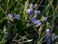 Veronica chamaedrys Störlinge ängar, Borgholm, Öland, Sweden 20150606_0244