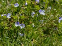 Veronica filiformis Öresundsparken, Malmö, Skåne, Sweden 20160424_0013