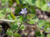 Veronica hederifolia ssp. hederifolia Djungelparken, Bunkeflostrand, Malmö, Skåne, Sweden 20180419_0015