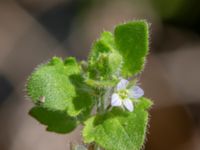 Veronica hederifolia ssp. hederifolia Potatisåkern, Malmö, Skåne, Sweden 20180420_0006