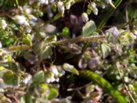 Veronica hederifolia ssp. hederifolia Vickleby kyrka, Mörbylånga, Öland, Sweden 20160409_0091