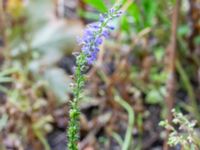 Veronica longifolia Jaktmarksgatan 30, Lund, Skåne, Sweden 20240924_0009