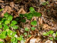 Veronica montana Kulla Gunnarstorp, Helsingborg, Skåne, Sweden 20150515_0309