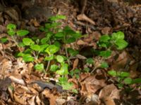 Veronica montana Kulla Gunnarstorp, Helsingborg, Skåne, Sweden 20150515_0318