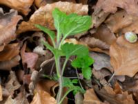 Veronica montana P-pl Naturum, Stenshuvud, Simrishamn, Skåne, Sweden 20190501_0089