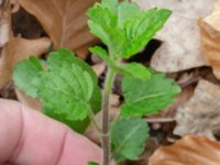 Veronica montana P-pl Naturum, Stenshuvud, Simrishamn, Skåne, Sweden 20190501_0090