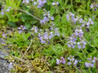 Veronica officinalis Hollandsbjärs naturreservat, Veinge, Laholm, Halland, Sweden 20150625_0244