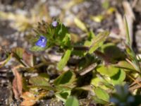 Veronica opaca Knösen, Falsterbohalvön, Vellinge, Skåne, Sweden 20170501_0116