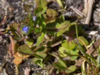 Veronica opaca Knösen, Falsterbohalvön, Vellinge, Skåne, Sweden 20170501_0118