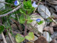 Veronica persica Paddreservatet, Norra hamnen, Malmö, Skåne, Sweden 20200412_0092