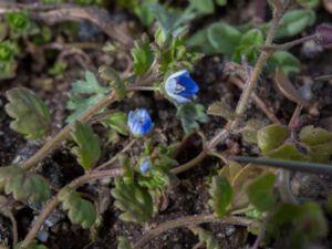 Veronica polita - Grey Field-speedwell - Glansveronika