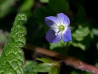 Veronica polita Afrikaparken, Bunkeflostrand, Malmö, Skåne, Sweden 20190224_0006