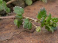 Veronica polita Sege by, Burlöv, Skåne, Sweden 20170414_0049