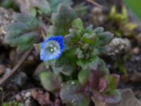 Veronica polita Sege by, Burlöv, Skåne, Sweden 20170414_0050