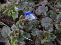 Veronica polita Sege by, Burlöv, Skåne, Sweden 20170414_0052