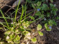 Veronica polita Vickleby kyrka, Mörbylånga, Öland, Sweden 20160409_0087