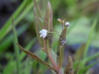 Veronica scutellata Skanörs ljung, Falsterbohalvön, Vellinge, Skåne, Sweden 20170627_0059