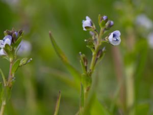 Veronica serpyllifolia - Thyme-leaved Speedwell - Majveronika