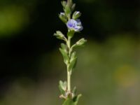 Veronica serpyllifolia S parkeringen, Almåsa, Malmö, Skåne, Sweden 20240512_0101