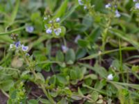 Veronica serpyllifolia ssp. serpyllifolia Björkelundadammen, Malmö, Skåne, Sweden 20150516_0003