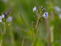 Veronica serpyllifolia ssp. serpyllifolia Björkelundadammen, Malmö, Skåne, Sweden 20150516_0007