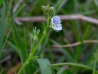 Veronica serpyllifolia ssp. serpyllifolia Hilleshögs dalar, Landskrona, Skåne, Sweden 20160514_0037