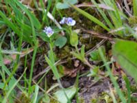 Veronica serpyllifolia ssp. serpyllifolia Liaängen, Kågeröd, Eslöv, Skåne, Sweden 20160518_0009