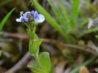 Veronica serpyllifolia ssp. serpyllifolia Liaängen, Kågeröd, Eslöv, Skåne, Sweden 20160518_0010