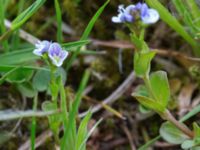 Veronica serpyllifolia ssp. serpyllifolia Liaängen, Kågeröd, Eslöv, Skåne, Sweden 20160518_0012