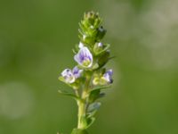 Veronica serpyllifolia ssp. serpyllifolia Malmödammen, Tygelsjö ängar, Malmö, Skåne, Sweden 20180512_0049