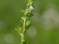 Veronica serpyllifolia ssp. serpyllifolia Malmödammen, Tygelsjö ängar, Malmö, Skåne, Sweden 20180512_0050