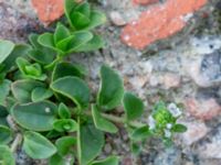 Veronica serpyllifolia ssp. serpyllifolia Utfyllnadsområde 1,1 km N Östra Broby kyrka, Broby, Östra Göinge, Skåne, Sweden 20180727_0096