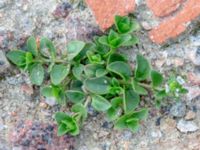 Veronica serpyllifolia ssp. serpyllifolia Utfyllnadsområde 1,1 km N Östra Broby kyrka, Broby, Östra Göinge, Skåne, Sweden 20180727_0097