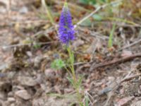 Veronica spicata Emporia, Malmö, Skåne, Sweden 20210720_0006