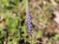 Veronica spicata Löderups strandbad, Ystad, Skåne, Sweden 20150703_0166