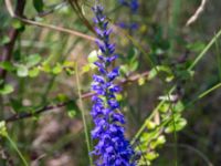 Veronica spicata Pallersområdet, Åhus, Kristianstad, Skåne, Sweden 20170719_0237