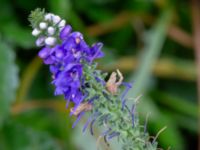 Veronica spicata Svedala jorddeponi, Svedala, Skåne, Sweden 20231021_0098