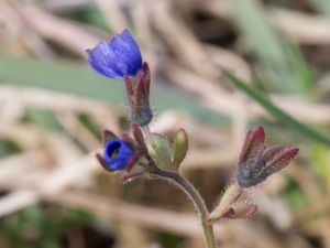 Veronica triphyllos - Fingered Speedwell - Klibbveronika