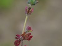 Veronica triphyllos Bro, Löddeköpinge, Kävlinge, Skåne, Sweden 20160419_0010