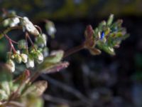 Veronica triphyllos Vickleby kyrka, Mörbylånga, Öland, Sweden 20160409_0090