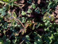 Veronica triphyllos Vickleby kyrka, Mörbylånga, Öland, Sweden 20160409_0109