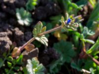 Veronica triphyllos Vickleby kyrka, Mörbylånga, Öland, Sweden 20160409_0113