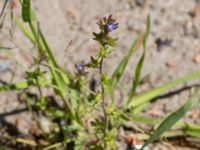 Veronica verna Solviken, Mölle, Höganäs, Skåne, Sweden 20150515_0209