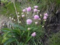 Armeria maritima Kullaberg, Höganäs, Skåne, Sweden 20050504 315